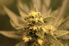 bud2