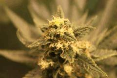 bud1