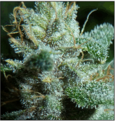 16 macro 2   Copy
