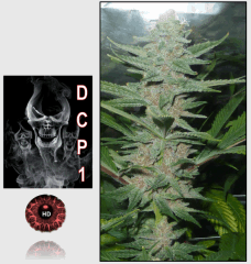 18 macro 4 HD   Copy