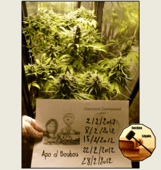 9 legal   Copy
