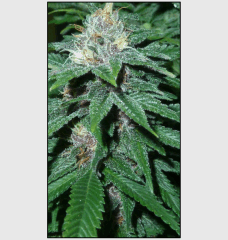 20 macro 6   Copy