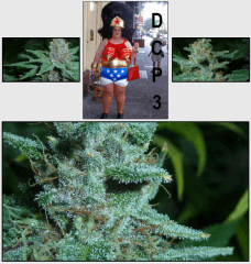 21 macro 7   Copy
