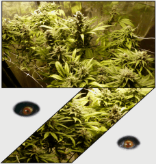 5 Flo 2   Copy