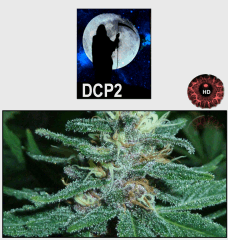 19 macro 5 HD   Copy