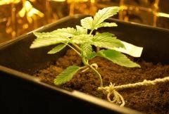 C 23 (10)