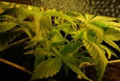 C 34 (10)