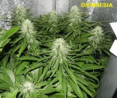 6 d1