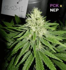 8 pck nep