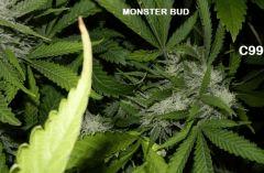 13 wired budd c99