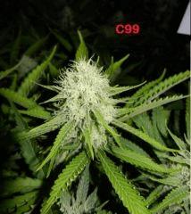 5 c99