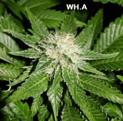 9 wh.a