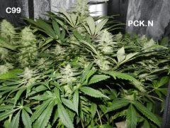 12 pck c99