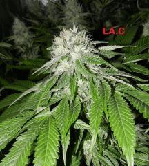 11 la.c
