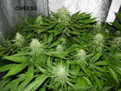 2 cheez