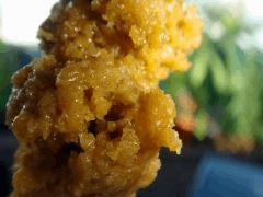 BHO budder