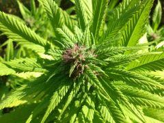 chem 4 x OTM (Mosca)