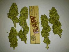 Chem4 x OTM (Mosca Seeds)