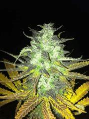 Bud diesel