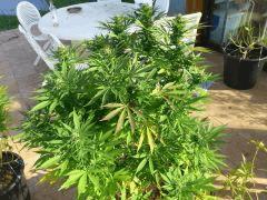 Chem 4 x OTM (Mosca)