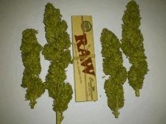 Blue Fruit (Dinafem)