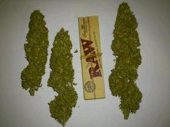 OG Kush x Skunk (Seedsman)