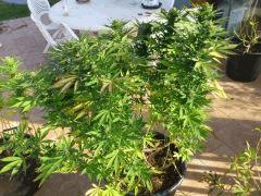 Chem 4 x OTM (Mosca)