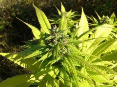 chem 4 x OTM (Mosca)