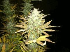 Diesel 2
