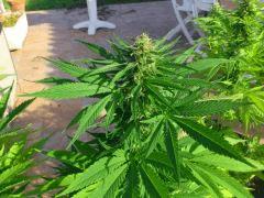 Blue Fruit (Dinafem)