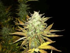 Diesel 1