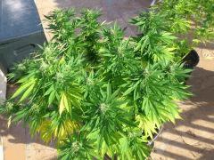 Blue Fruit (Dinafem)
