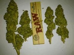 Diesel (Dinafem)