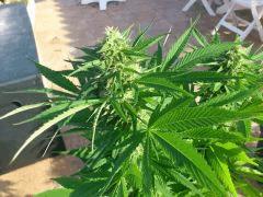 Blue Fruit (Dinafem)