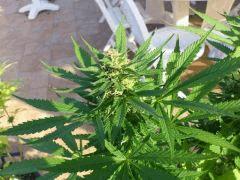 Chem 4 x OTM (Mosca)