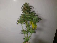 Jamaicaine Dream (Eva Seeds)