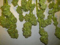 Jamaicaine Dream (Eva Seeds)