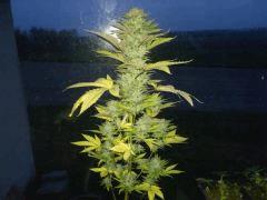 Green Devil (tiki seeds)