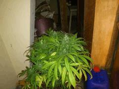 Tangerine Drean (barney)