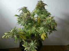 Jamaicaine Dream (Eva Seeds)