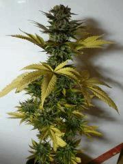 Green Devil (Tiki Seeds)