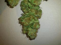Jamaicaine Dream (Eva Seeds)