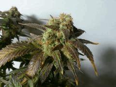 Jamaicaine Dream (Eva Seeds)