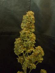 Jamaican Dream (Eva Seeds)