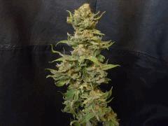 Jamaican Dream (Eva seeds)
