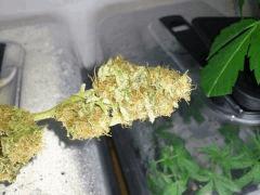 Jamaican Dream (Eva Seeds)
