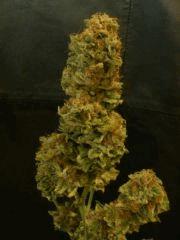 Jamaican Dream (Eva Seeds)