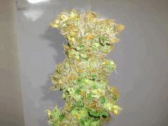 Green Devil (Tiki Seeds)