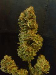 Jamaican Dream (Eva Seeds)