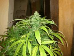 Tangerine Drean (barney)